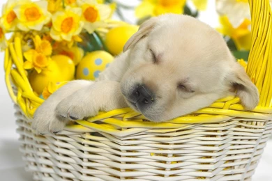Springtime Snooze Puppy Easter Dog Spring Dogs Free Download ...