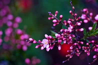 Awesome Spring Flowers HD Wallpapers Free Download