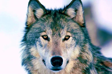 Timber Wolf Wallpapers Wallpapers Cave