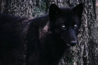 Images Of Timber Wolf Wallpapers