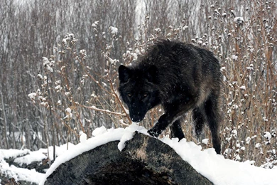 Black Wolf (