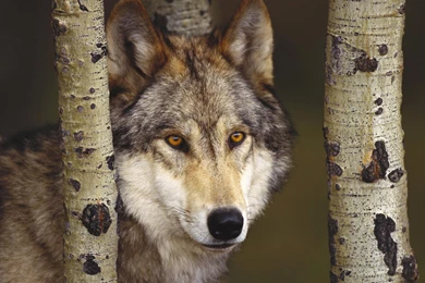 Desktop Images Of A Timber Wolf Wallpapers