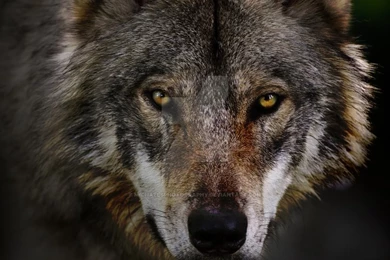 Timber Wolf Portrait 2 By MichaelsPhotography On DeviantArt