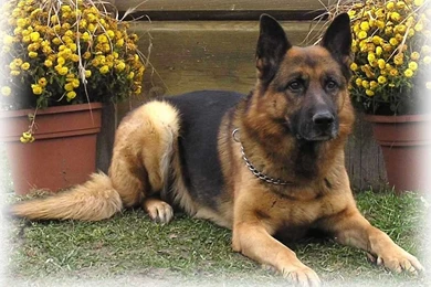 German Shepherd Wallpapers Wallpapers Free German Shepherd ...