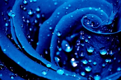 Blue Rose (