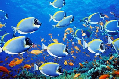 Sea Fish Wallpapers 20133