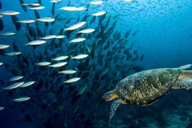 Sea Fish High Resolution Image