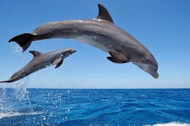 Amazing HD Sea Fish Wallpapers Collection. Remix Video