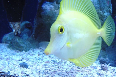 PicturesPool: Beautiful Fishes Wallpapers Pictures