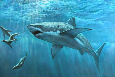 Wallpapers Shark Sea White Fish Hd 1920x1080