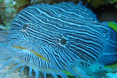 Sea Creature Wallpapers