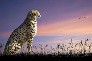 Cheetah Wallpapers HD Wallpapers Cave