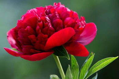 Exquisite Beauty The Peony Flower Close up Wallpapers 11 - Flower ...