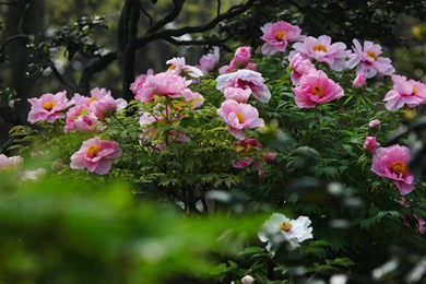 Garden bright Peony Flower Photography Wallpapers 1152x864 ...