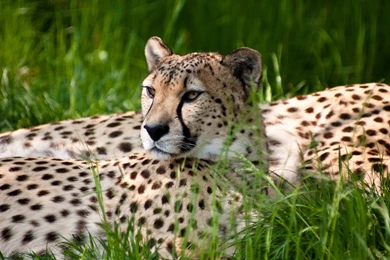 Lion Wallpapers Desktop