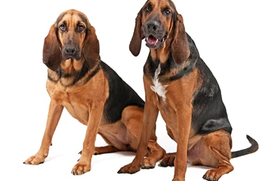 Two Bloodhound Sitting On A White Backgrounds Wallpapers And Images ...