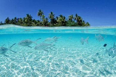 Tropical Island And Fish Wallpaper 1920x1200 A Man Called Fish