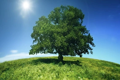 Download Big Green Tree On Sun Nature Wallpapers