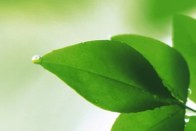 HD Samsung Galaxy S6 Wallpapers