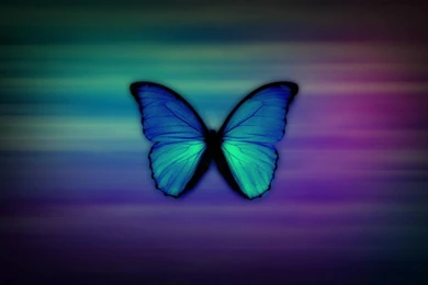 Butterfly Blue Morpho Wallpapers (