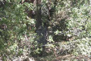 ACU Camo Question AR15.Com Archive