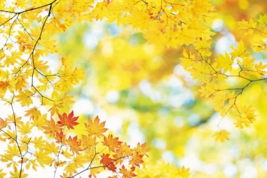 Bright Yellow Autumn Leaves (