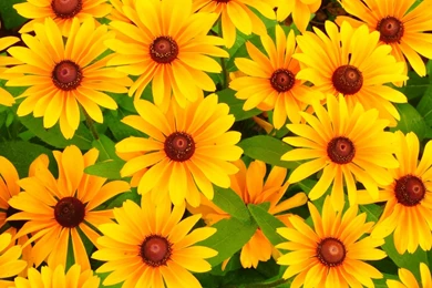 Download Wallpapers 1920x1080 Rudbeckia, Flowers, Bright, Yellow ...