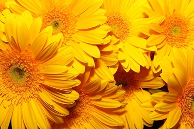 Download Wallpapers 1920x1080 Flowers, Yellow, Bright, Bouquet Full ...