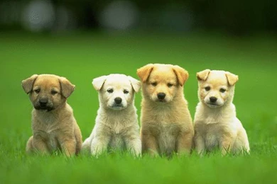 Four Cute Puppy Dog Wallpapers PetPictures