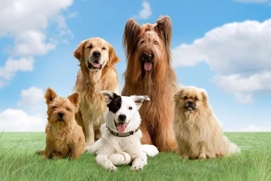 CUTE DOGS WALLPAPER (