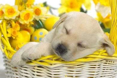 Dozing Dog Wallpapers Animal Wallpapers Free Download Wallpapers ...