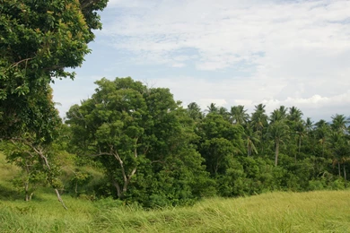 Widescreen, Wallpaper, Trees, Background, Palms (