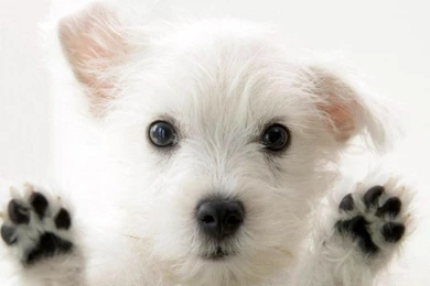 Very Cute Dog Wallpapers Puzzle 2 PetPictures