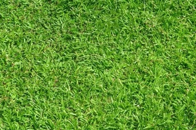 Green, Green Grass 1024x1024 Wallpapers Download Desktop ...