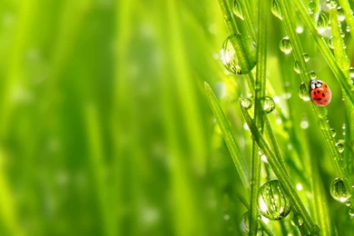 Nice Nature Desktop Backgrounds: Grass HDQ