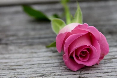 Pink Rose HD Wallpapers