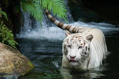 White Tiger HD Wallpapers Free Hd Wallpapers