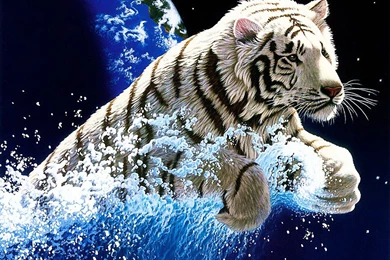 White Tiger Desktop HD Wallpapers Attachment 6706 Amazing Wallpaperz