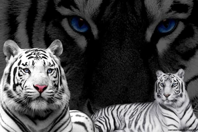 White Tiger With Blue Eyes Wallpapers