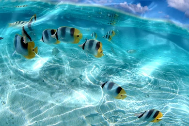 Live Wallpapers Download Free Wallpapers Zone