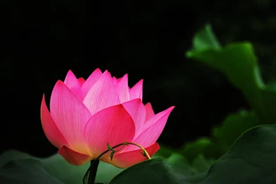 Lotus Wallpapers