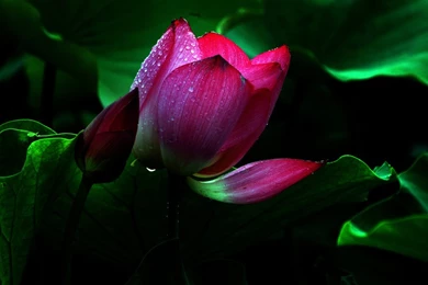Red Lotus Flower Wallpapers 13, Lotus Flower Pictures & Images