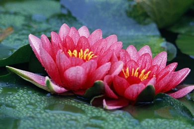 Red Lotus Flower Wallpapers 20, Lotus Flower Pictures & Images