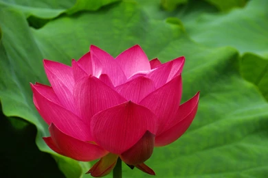 Red Lotus Flower Wallpapers 15, Lotus Flower Pictures & Images