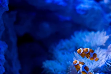 Clown Fish Wallpapers