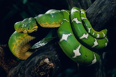 Big Snake Hd Wallpapers
