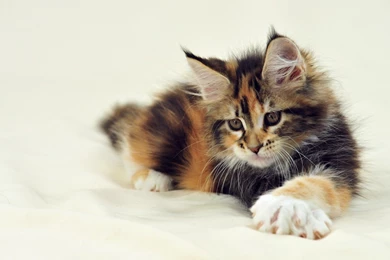 Maine Coon Wallpaper.