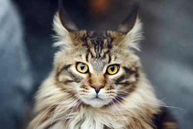 Maine Coon Cats Wallpapers