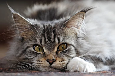 Charming Maine Coon Face Photo And Wallpaper. Beautiful Charming ...