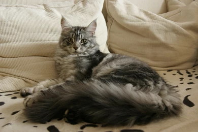 Cute Maine Coon Photo And Wallpaper. Beautiful Cute Maine Coon ...